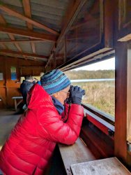 birdhide